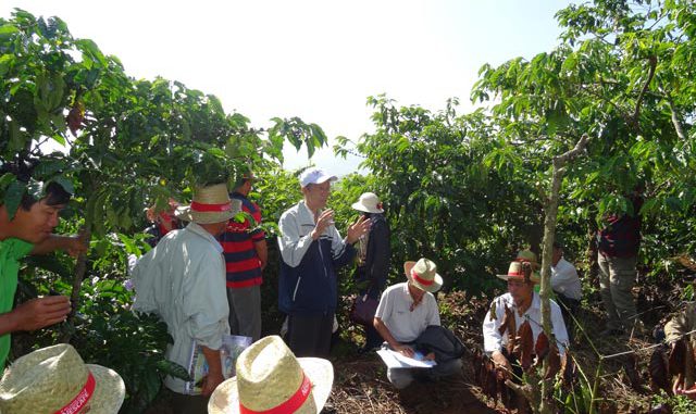 trong-ca-phe-ben-vung-hinh-anh.jpg